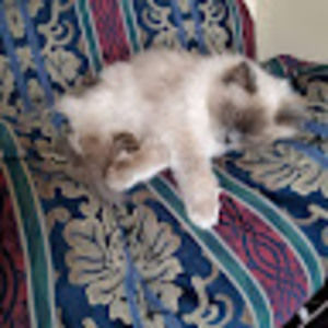 Meet your Posher, Phyllis